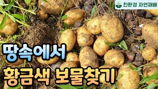 풀밭에서 키운 강원도 햇감자 수확했어요 // 친환경 자연재배