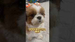 約1週間ぶりにママが帰ってくるよ #dog #shihtzu #fyp #shorts #vlog #trend #シーズー