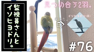 【ウロコインコ】よも日記#76