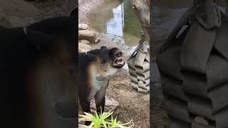 A Baird's Tapir and Their Prehensile Snout