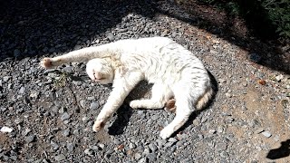 自由奔放な野良猫の寝相はこちらです