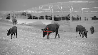 Top 200 Pigs of 2024