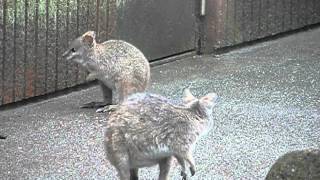 #02 Baby Parma wallaby.パルマワラビーの赤ちゃん。