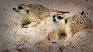 How Meerkats Outsmart the Desert Heat  - desert animal facts