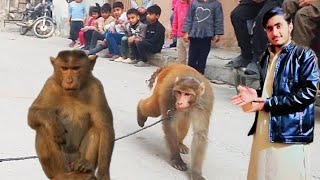 Bander ka Tamasha 😂 Best Monkey Dance/ #monkey#1000subscriber