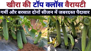 खीरा की टॉप 👌 वैरायटी | Kheera Ki Top Variety | गर्मी और बरसात दोनो सीजन में जबरजस्त 😱 पैदावार