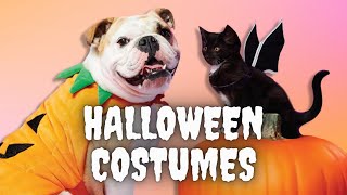 Dog And Cat Halloween Party Costumes Funny Dogs And Cats Wearing Halloween Costume Funniest Pets 🎃🎃🎃