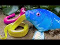 Stop Motion Funny ASMR - Goldfish hunting eels in the mud / Authentic cuisine, unique cooking ideas