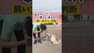 マーキングは止めるべき！？#dog #犬のいる暮らし #犬のしつけ