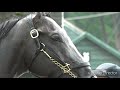 arrogate tribute ~ the memory will never die