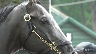 Arrogate Tribute ~ The Memory Will Never Die