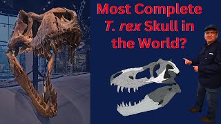 Is This the Most Complete Tyrannosaurus rex Skull in the World?