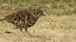 トラツグミ　採餌しながらトラダンス