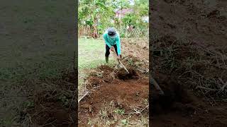 Memanfaatkan Lahan Kosong Samping Rumah.. #shortsfunny #shorts #shortvideo #pertanian