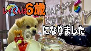 【ぽめちわ】レイくん6さいの誕生日♫