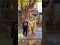 The amazing Big Tiger 🐅 #shorts #travelvlog #pattaya