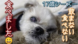 【飲まない食べない高齢犬が少しだけ食べました＾＾】17歳シーズー。食欲が低下して、とうとう食べなくなって、水も飲まなくなって。まだ安心はできませんが、少しだけ食べてくれました＾＾