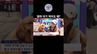 엄마 이거 먹어도 돼?      #shorts #dog