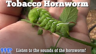 ⟹ TOBACCO HORNWORM | Manduca quinquemaculata | This is how i get rid of them, BONUS at the end