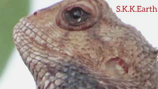 गिरगिट का वीडियो The video of Chameleon