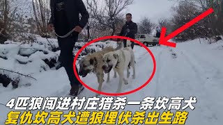 4匹狼闯进村庄猎杀一条坎高犬，复仇坎高犬遭狼埋伏杀出生路#狼群 #牧羊犬 #坎高犬 #犬王#村庄