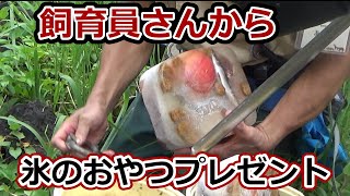 飼育員さんから氷のオヤツのプレゼント💗シロクマの母娘【天王寺動物園】