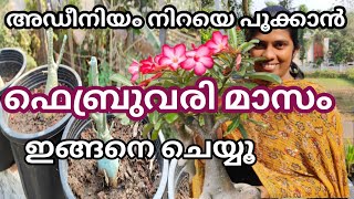 അഡീനിയം നിറയെ പൂക്കാൻ ഫെബ്രുവരി മാസം ഇങ്ങനെ ചെയ്യൂ |Adenium pruning |