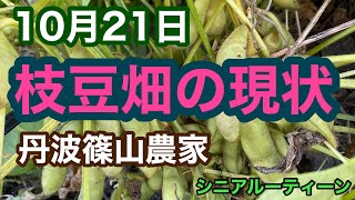 10月21日「枝豆畑の現状」丹波篠山農家、シニアルーティーン