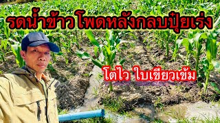 รดน้ำข้าวโพดหลังกลบปุ๋ยเร่ง ต้นโตไว ใบเขียวเข้ม #ข้าวโพด #ข้าวโพดหวาน #วิศวกรชาวนาดีกะดาฟาร์ม