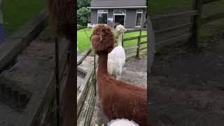 #阿蘇卡德利動物樂園 #阿蘇カドリー・ドミニオン #zoo #roadtrip #japan #travel #fukuoka #阿蘇火山 #aso火山 #熊本県 #餵企鵝 #羊駝 #草泥馬 #熊