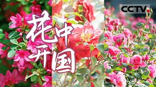 赏花季来袭！通过五种花卉 感受花的历史 开启一场全新的“花卉之旅”【CCTV纪录】