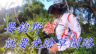 【颱風天發片給釣友止手癢】要在野池釣有鱸魚就要先除草 太久沒人走進來釣鱸魚了 草都比人高