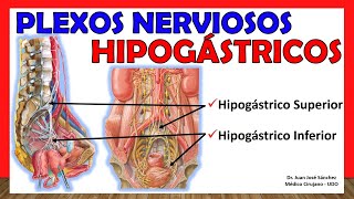 🥇 PLEXOS NERVIOSOS HIPOGÁSTRICOS (Superior e Inferior). ¡Explicación Sencilla!