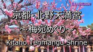 京都・北野天満宮～梅宛めぐり～ Kitano Tenmangu Shrine Plum Garden