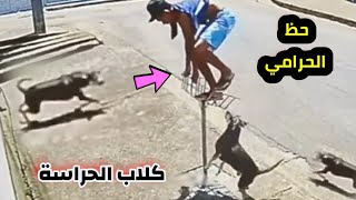 مواجهة اللصوص مع كـ ــ ـلاب الحراسة ! ستندهش حقاً 😲 اغرب السرقات التي صورتها كاميرات المراقبة