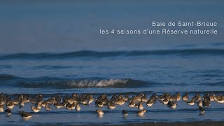 Baie de Saint-Brieuc, les 4 saisons d'une Réserve naturelle