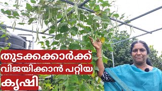 Caring tips for beans plant  to get more yield  in container | ബീൻസ്കൃഷി ടിപ്സ്