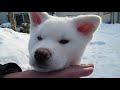 【秋田犬ゆうき】家の外は気持ち良いけど緊張します【akita dog puppy】