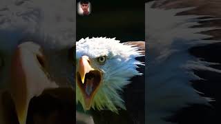 आख़िर चील केकड़े से क्यों डरता है | Why is Eagle🦅 Afraid of 🦀crabs