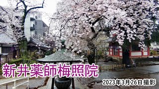 【4K】新井薬師梅照院の桜・新井薬師公園（2023年3月26日）