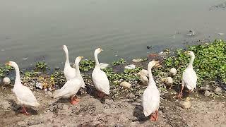 #duck in #shravasti 's sitadwar #lake