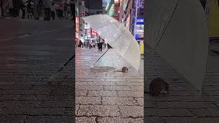 ネズミに傘をさしたら雨宿りするのか？検証します！YouTuber【リアルピース】