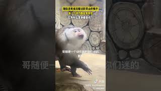 中国贵州省黔灵山公园:猴子表演芭蕾舞动作/China-Guizhou province-Qianling Mountain Park: a monkey performs ballet actions