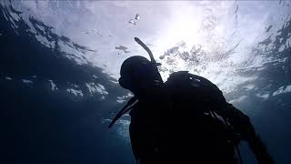 1月の恋の浦の水中世界