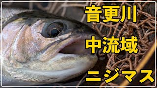 011【北海道渓流釣り：音更川】中流域で釣れたニジマス