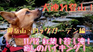 【犬連れ登山！】御岳山・ロックガーデン編。11/12 紅葉！苔！滝！癒しのハイキング！