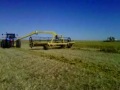 windrowing and picking up millet.