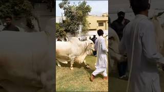 Masha Allah ❤ 2025 Qurbani Cows ❤ #ytshorts #cowmandi #bakraeidlover #cowlover #mandi #bakra #cow