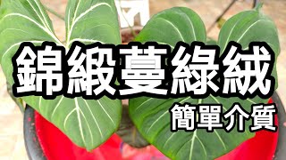 錦緞蔓綠絨🌱 | 蔓綠絨 | 觀葉植物介質 | 觀葉植物養護 | 觀葉植物換盆 | 室內易養護植物 | 免照顧有質感植物