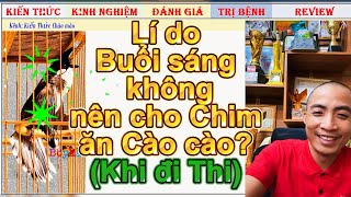 Giải thích vì sao Chim chào mào đi Thi Buổi sáng đi thi Không cho ăn cào cào?